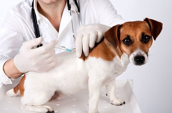 Vacunación para perros y gatos.