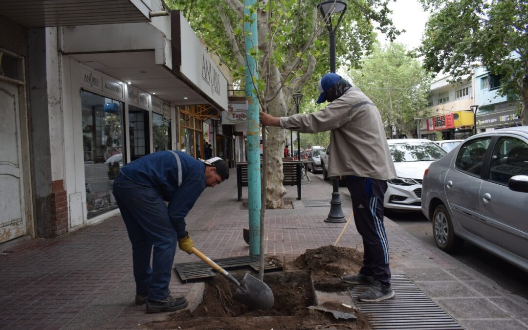 RIVADAVIA SIGUE CON EL PROGRAMA DE REFORESTACIÓN